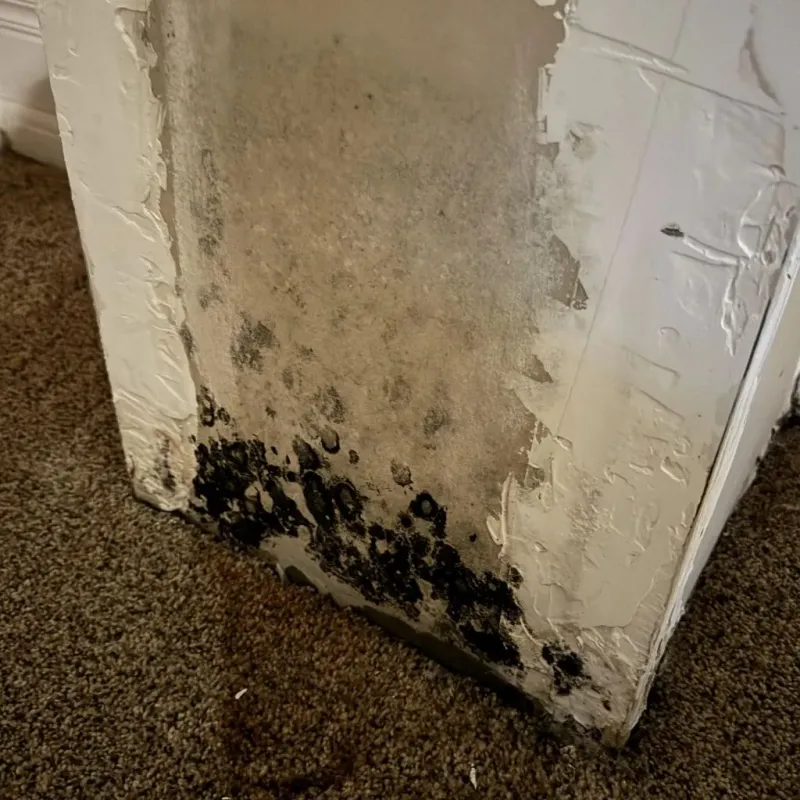 Professional Mold Removal in Portland, CT